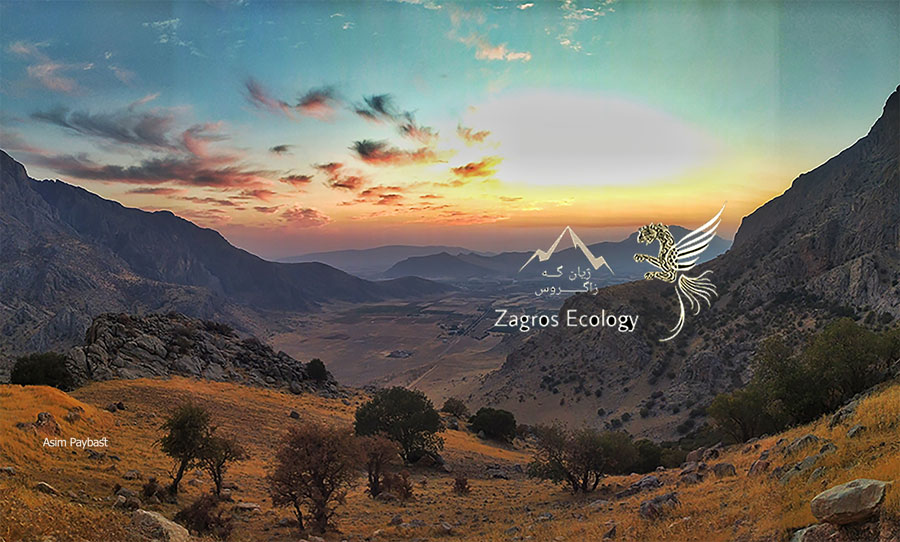 داستان گولباخ