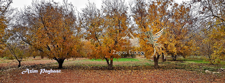 قصه‌ی هفت خواهر