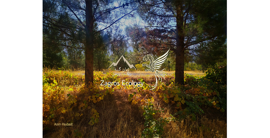 موومه‌نه‌جان یا موومەناجان