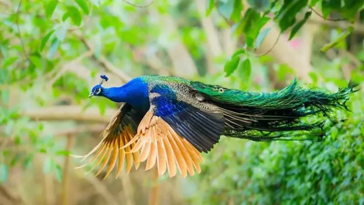 Joachim S. Hohmann

"Im Pfauengarten",

Frankfurt (Main), Berlin, 1980